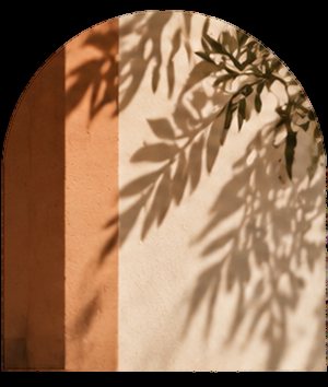 Mur ocre et ombres de feuilles en lumière rasante